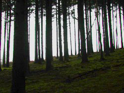 Low luminosity observed in a coniferous forest.  
