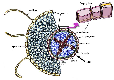 Anatomical cross section of a root.
