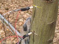 Mesure du flux de sève dans le tronc des arbres
 width=