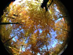 Forest canopy in autumn
